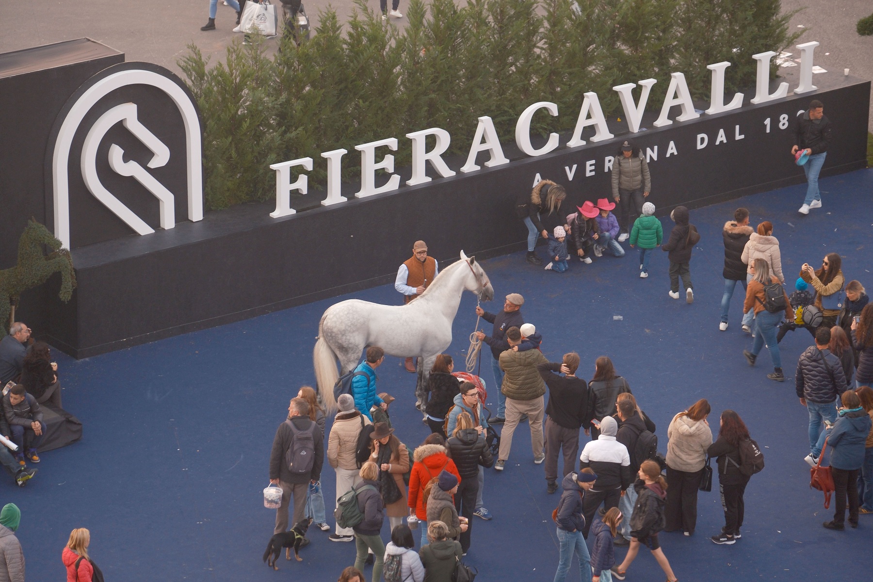 fiera cavalli